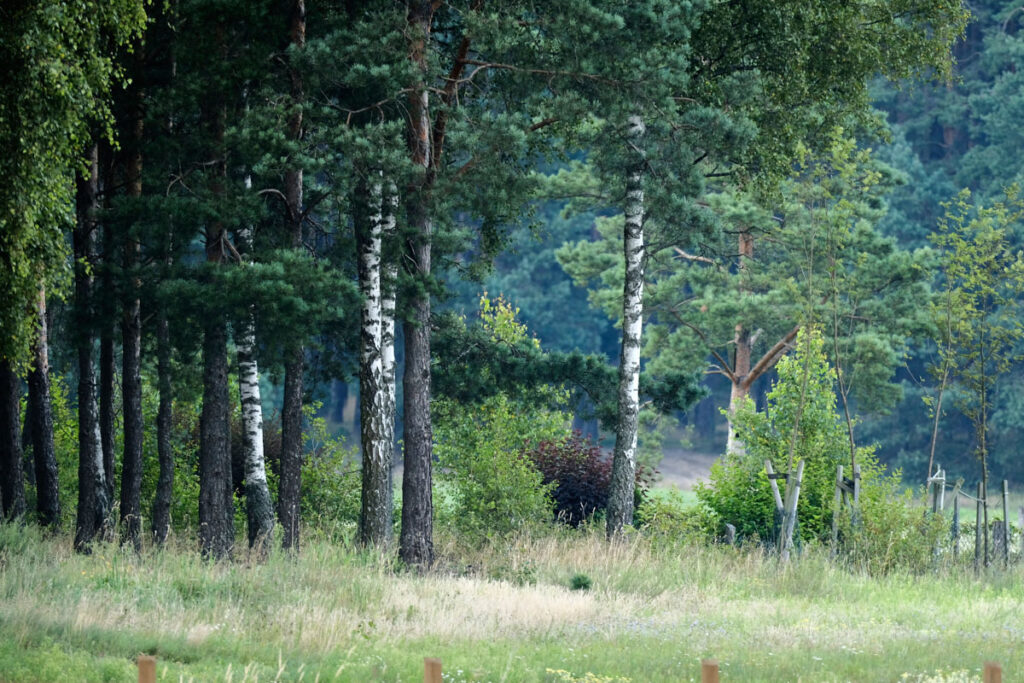 Leśny krajobraz Borów Tucholskich z drzewami i naturalną roślinnością