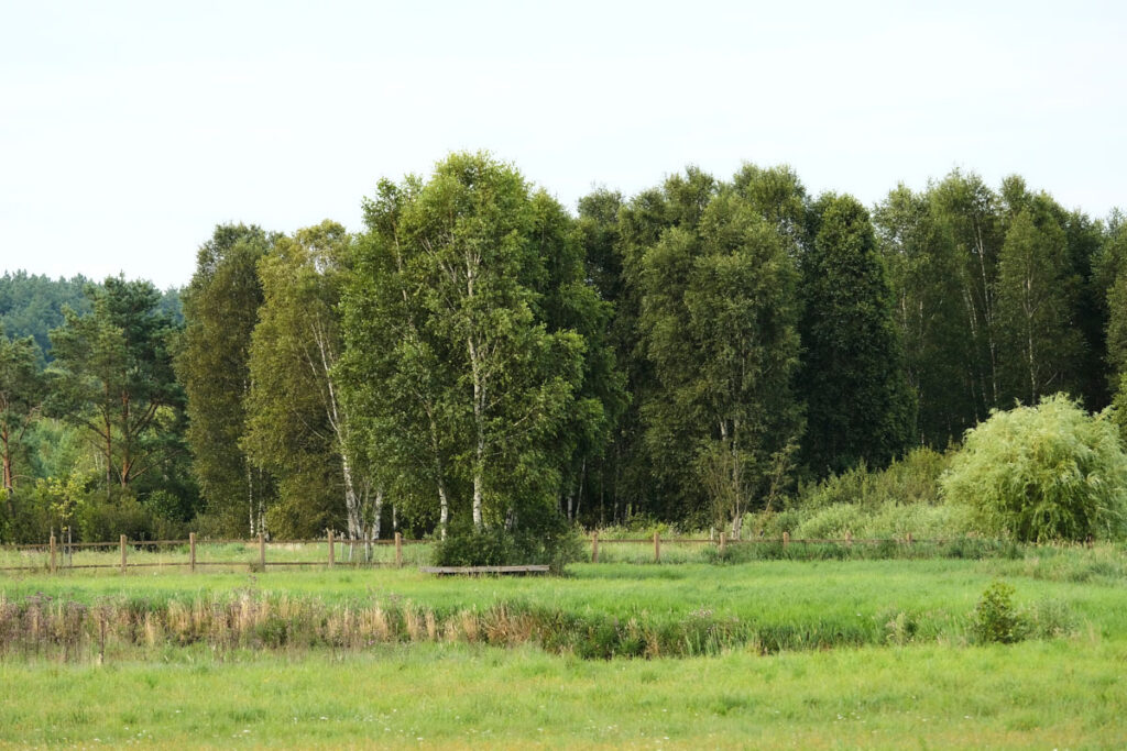 Polana wśród lasów Borów Tucholskich
