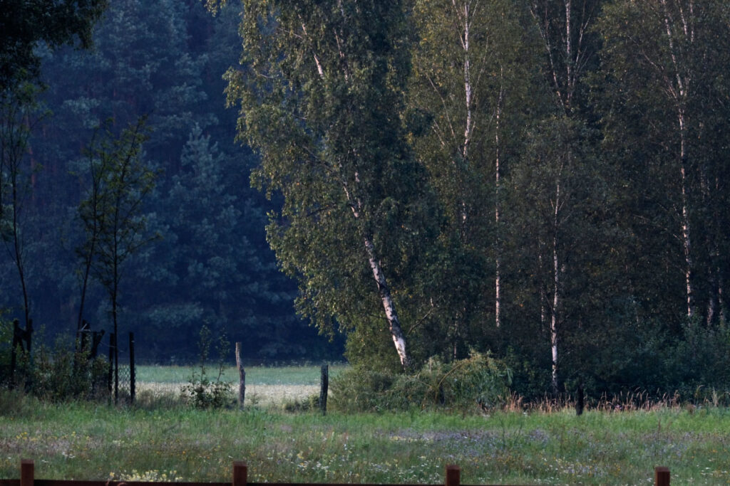 Spokojny krajobraz natury w Borach Tucholskich